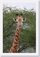 07AkagaraPMGameDrive - 08 * Giraffe (Twiga).